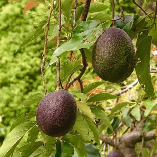 Aguacate Hass Negro Bola De Semilla Chica Para Clima Frio
