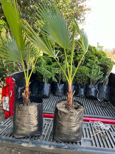 Palma Washingtonia
