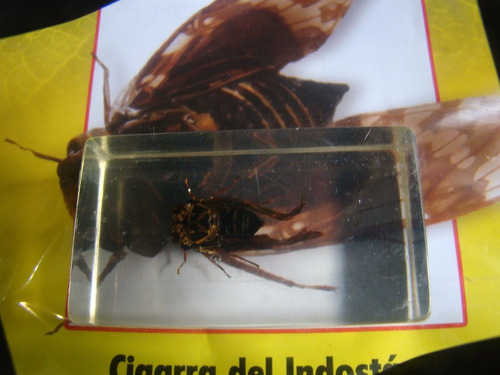 Cigarra Del Indostan. Coleccion Insectos. Nuevo