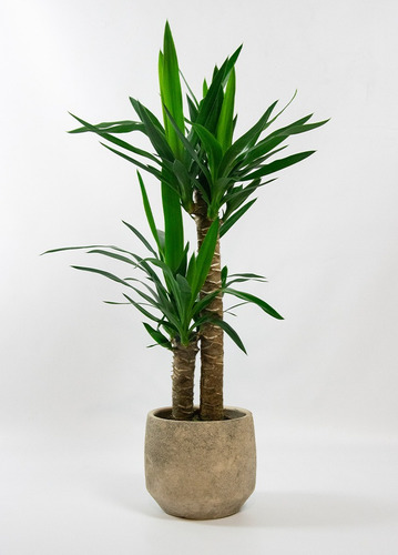 Yucca Pata De Elefante ( Elephantipes ) Gigantes !