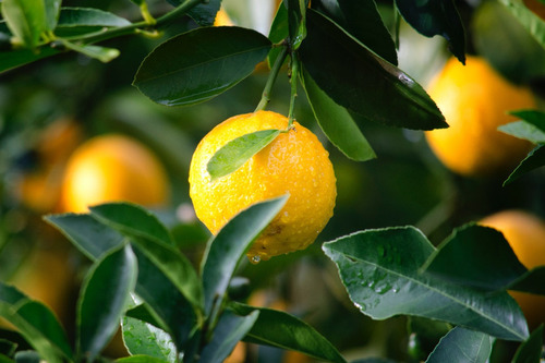 Limon Genova 1 Metro Abonado Gratis Rm No Envio A Regiones