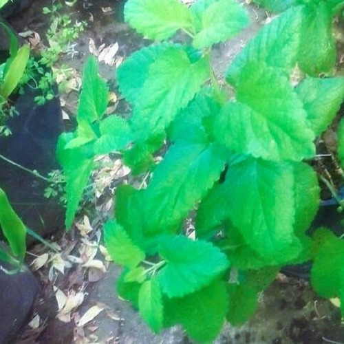 Melissa Toronjil Limoncillo Vivero Orgánico Cielo Verde