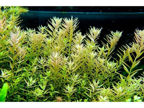 Rotala Rutundifolia Planta Acuario - Unidad a $1138