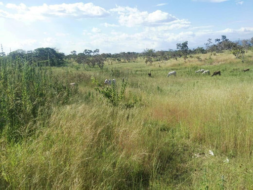 Imagen 10 de 11 de Finca O Terreno En Cojedes, Tinaco 04124667445 (att-127)