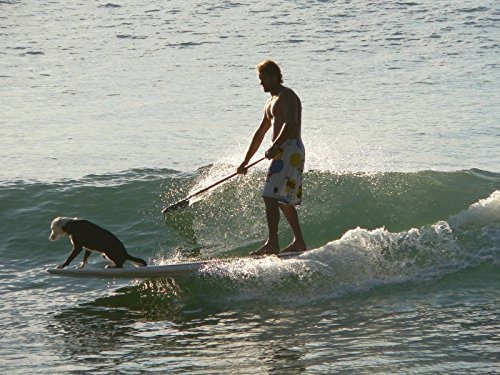 Perro Traccion Pad Con Calcomania 3 M 4 Pieza Cubierta Agarr