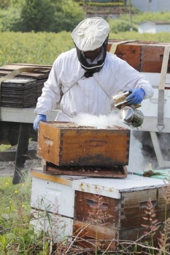 Vivo Nuevo Gran Abeja Colmena Fumador Acero Inoxidable Escud