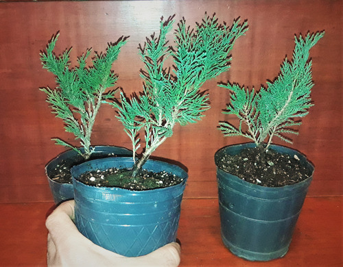 Junipero Sabina (junipero Rastrero) Para Bonsai O Jardin
