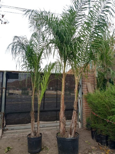 Palmera Pindó, Arecastrum, Cocos Plumosa E65