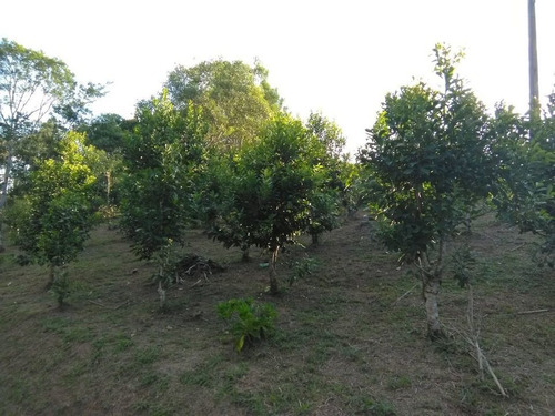 Imagem 11 de 14 de Vendo Ou Troco, Sítio Com 19780 M²,