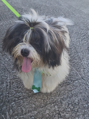 Cachorro Shih Tzu + Lhasa Apso. Macho