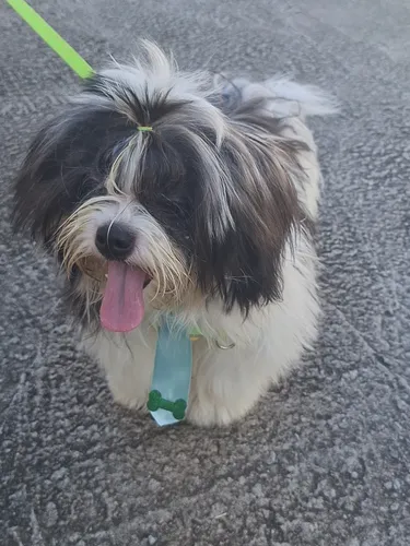 Cachorro Shih Tzu + Lhasa Apso. Macho