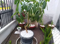 Comprar Piedra Ornamental Para Jardín, Floreros Y Peceras