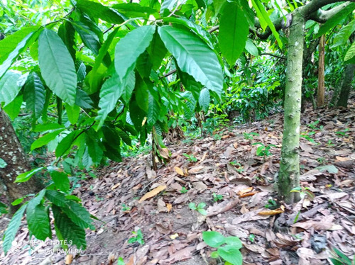 1504- Finca En Gaspar Hernández