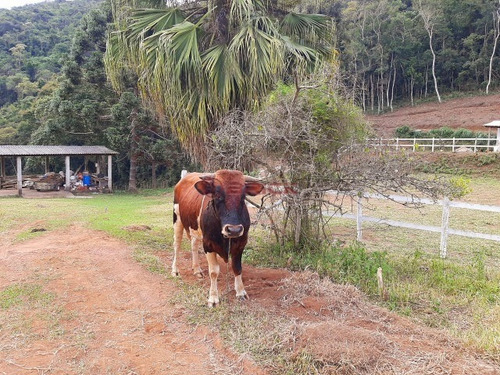 Imagem 24 de 30 de Fazenda Com 500 Mil M² De Área Total, Xotó/vieira. Teresópolis- Rj. - Fa00025 - 69449681