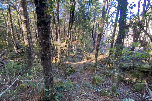 Venta Parcela Bosque Pucón