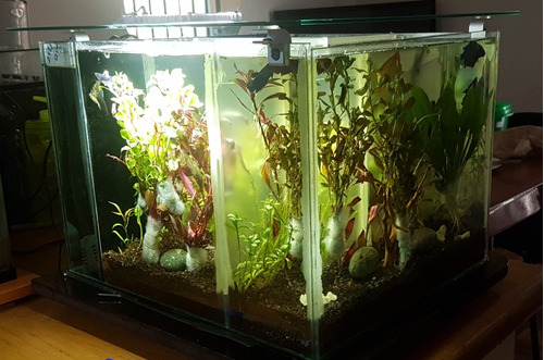 Super Paquete De 12 Plantas De Acuario 