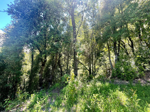 Parcela En Caburgua Con Bosque Nativo