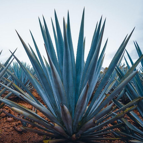 Paquete De 3 Licor Gran Azul Supremo Cristalino 1 L