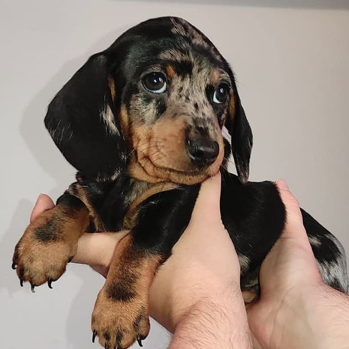 Imagen 2 de 9 de Cachorro Teckel O Salchicha Macho Arlequin Color Exotico
