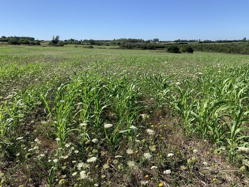 Excelente Campo En Canelones Sobre Ruta 5, 150 Has Agricolas.
