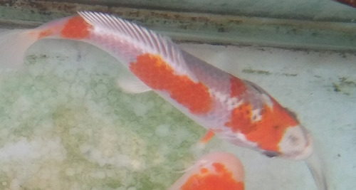 Imagen 9 de 9 de Peces Carpas, Koi , Cometas Grandes