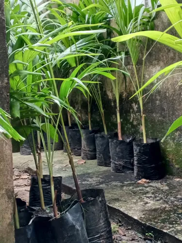 Plantas De Chaguaramo Enano.