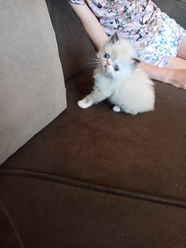 Gato Persa Himalaya Blue Point, Hembra Nacido 29/11