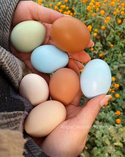 Gallinas De Raza Ameraucana (Usado)