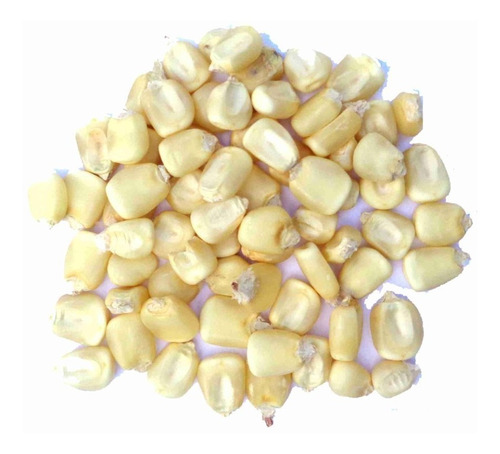 1 Kg Maíz Blanco Organico - Zea Maiz Para Siembra O Consumo