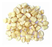 Comprar 10 Kg Maíz Blanco Organico - Zea Maiz Para Siembra O Consumo