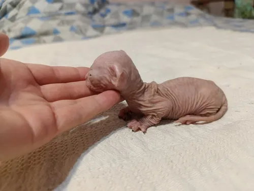 comprar Gatos Sphynx Dwelf Cachorritos Exclusivos Con Pedigree