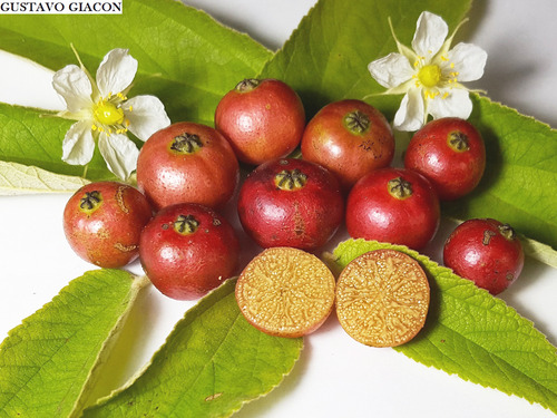 Arbol De Cerecilla, Capulin O Arrayan ( Mutingia Calabura)