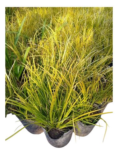 Promo Pack 5 Acorus Calamus Variegado - Palustre - M 3 Lts
