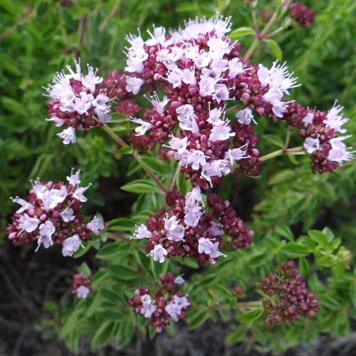 Nika Seeds - Herb Sweet Marjoram Oregano Medicinal - 1000 Se