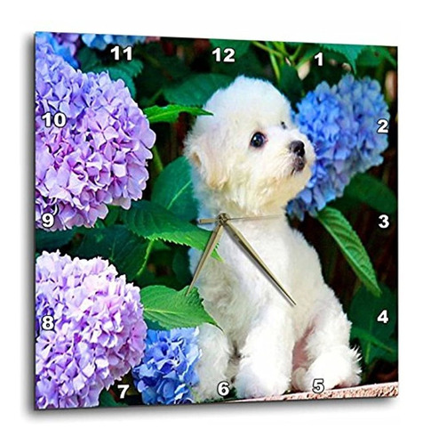 Dpp _ _ _ _ _ _ _ _ _ _ 80886 Florene Perro  Adorable Bichon