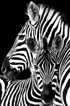 Zebra - Cebra - Animales - Africa - Lámina 45x30 Cm.