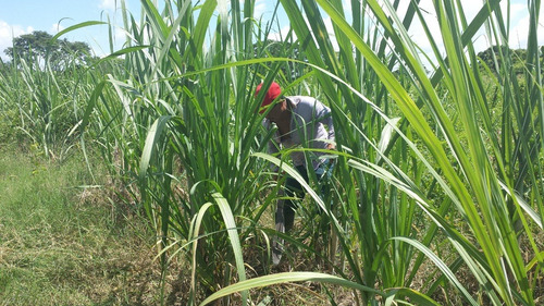Imagen 9 de 9 de Miel De Caña De Azúcar La Perla De Los Rios Cont Neto 12pzas