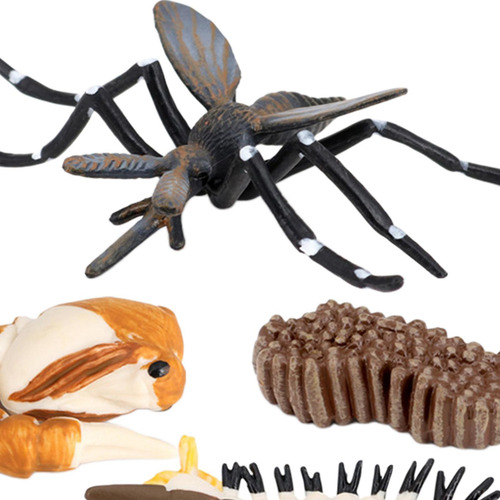 2 Figuras De Crecimiento De Mosquitos Y Insectos Para Niños