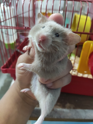 Imagem 7 de 11 de Hamster Sírio