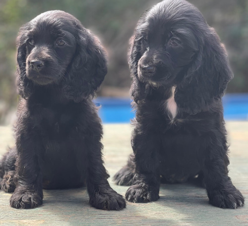  Cachorros Cocker Spaniel