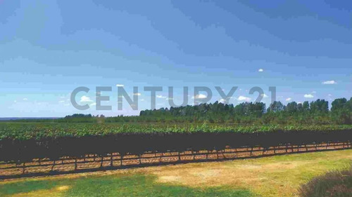 Imagen 8 de 19 de Campo Finca En Produccion Tunuyan Mendoza Valle De Uco