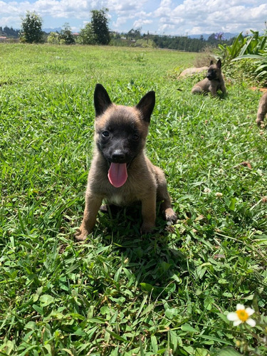 Cachorros Pastor Belga Malinois Perros En Venta En Bogotá