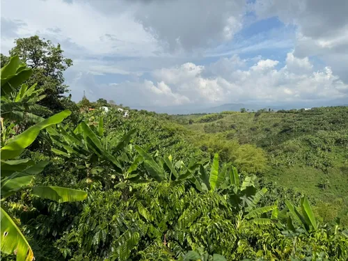 Venta Finca Circasia Cafe - Platano - Banano - 12.5 Cuadras