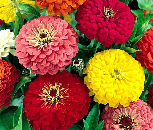 Semillas Zinnia  Alta De Corte Bello Jardin Epoca 