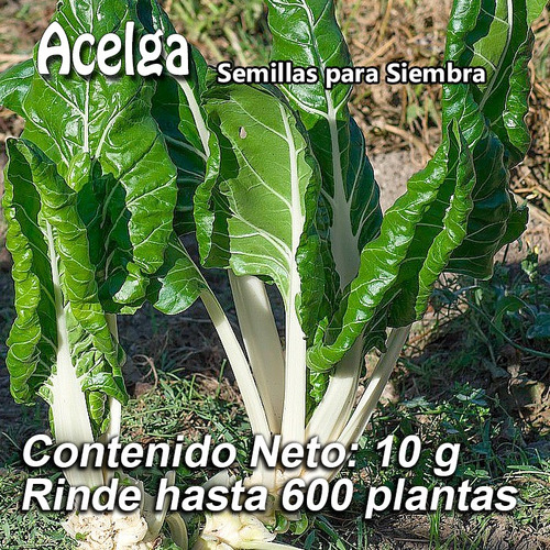 Acelga Verde 600 Semillas Para Siembra 10 Gr Var. Fordhook