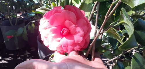 Camellia Japonica (camelia, Camelio Común) 7lts