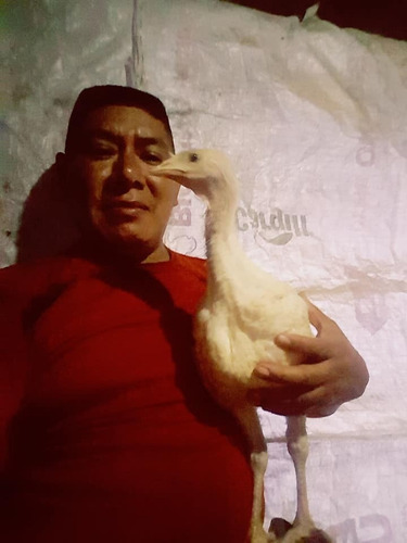Gallinas Ponedoras 2 Meses De Edad (comas)