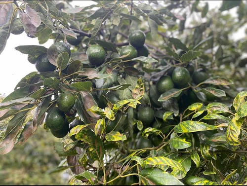 Algamix Bioestimulante De Crecimiento Y Desarrollo Lida 1 Lt