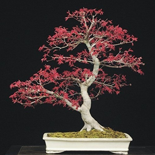 40 Sementes Bonsai Acer Palmatum Vermelho Árvore P/ Mudas
