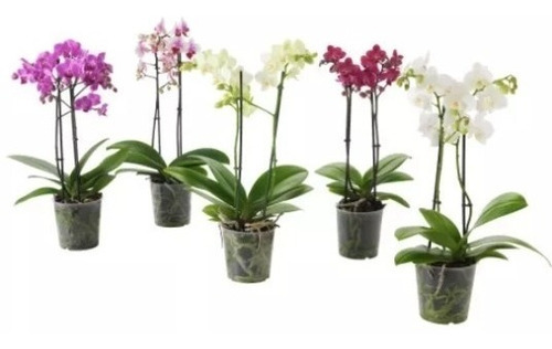 Phalaenopsis Mudas De Orquídeas Kit C/05 Com Vaso